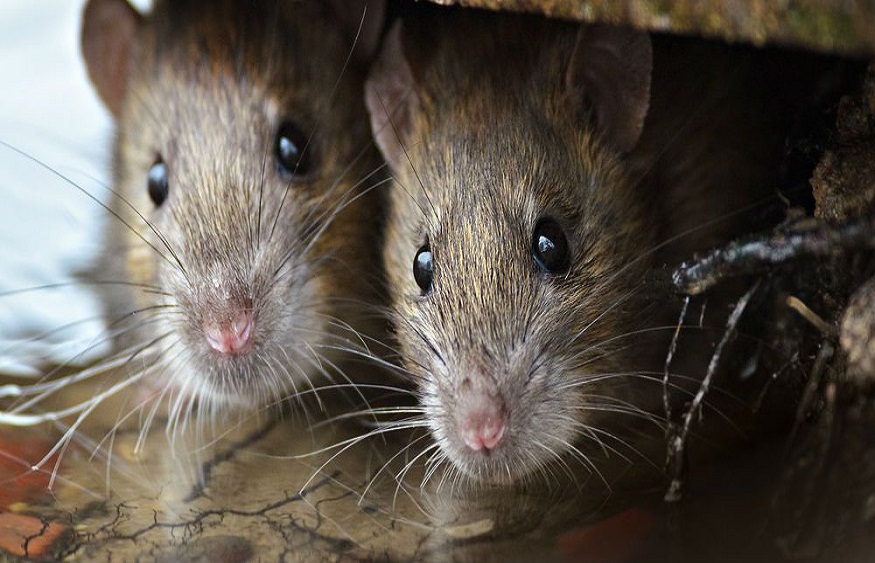 Ignoring Rats in Your Home