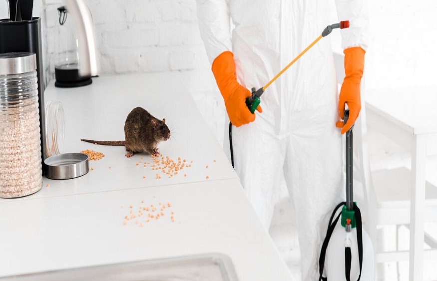 Importance of Timely Rat Pest Control