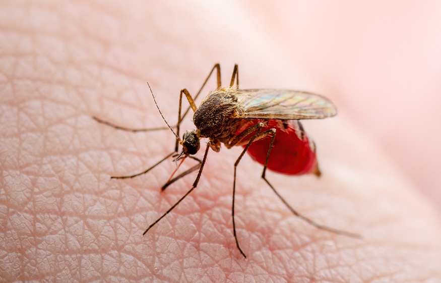 Mosquito Breeding Habits