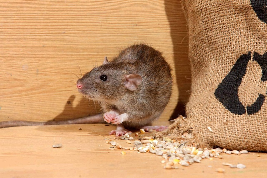 Rat Pest Control at Home